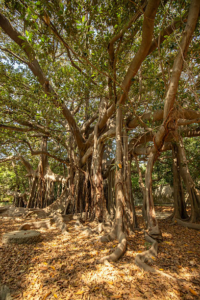 istock Large twisted roots of a Moreton Bay fig tree (banyan tree) (Ficus macrophylla) at Botanical Garden 2223030908
