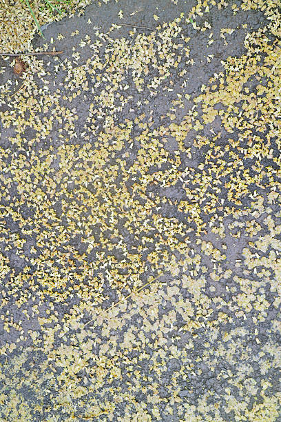 A textured surface covered with scattered yellow flower petals on a gray pavement, creating a natural and colorful pattern.