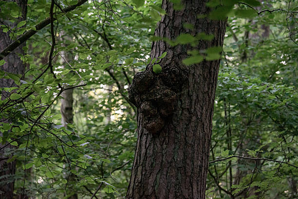 istock Unusual growth on a tree resembling a face 2223033617