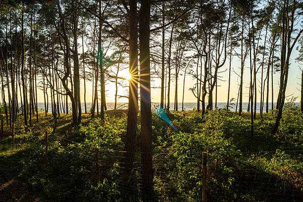 Sun shining through trees on the seashore