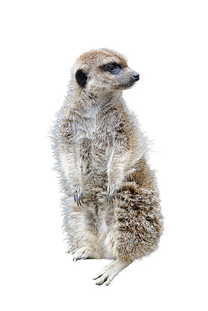 istock standing gopher looking into the distance isolated on white background 2223034379