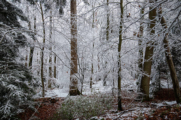 istock Natural winter landscape. Forest under snow a the winter time at Black Forest, Germany 2223036049