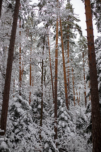 istock Natural winter landscape. Forest under snow a the winter time at Black Forest, Germany 2223036355