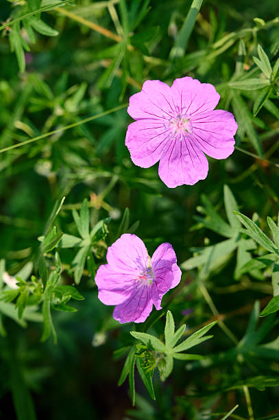 istock A flower of the geranium genus grows in the forest. 2223040124