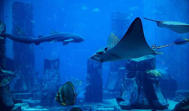istock Stingray and Fish in Blue Aquarium 2223041410