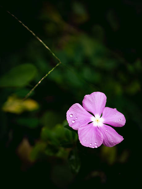 istock Periwinkle flower with rain water dew drop with fresh green background. 2223042205