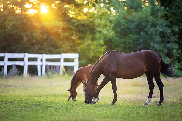 A mare with a foal grazes on green grass against the backdrop of a sunset