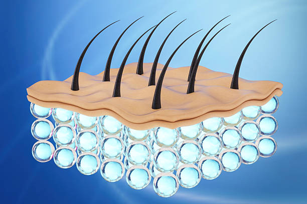 istock Healthy Hair Root Structure With Transparent Skin Texture 2223043276