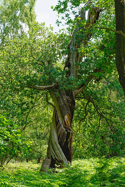istock Hollow, twisted remains of an ancient oak tree. 2223044160