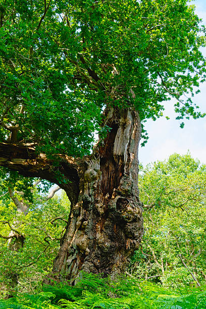 istock Gnarled decaying ancient oak tree in Sherwood Forest. 2223044168