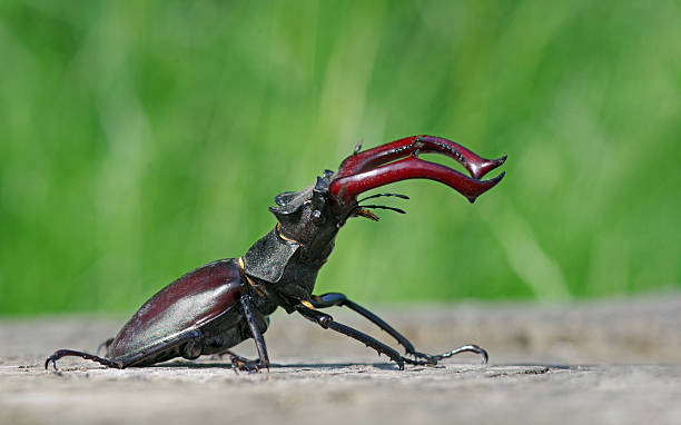 istock stag beetle on a stump of oak close up 2223045066