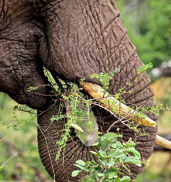 Close up of elephant eating