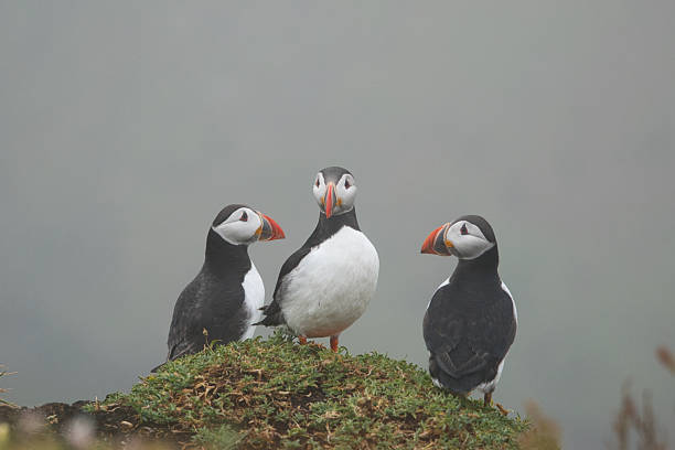 istock a group of puffins standing on the cliffside looking at each other 2223047688