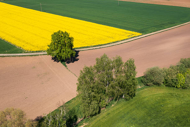Aerial, rural, idyllic landscape with yellow and green agricultural fields and trees.