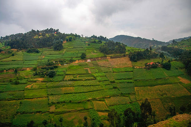 A sweeping panoramic view captures the magnificent agricultural landscape of rural Rwanda, framed by the silhouettes of trees in the foreground. Rolling hills are meticulously sculpted into a vast array of terraced fields, creating a vibrant patchwork of greens and earth tones that highlight the intensive cultivation practices of the region. Interspersed within this mosaic are patches of dense forest and scattered trees, providing contrasting textures and shades. A few distant buildings with reddish roofs are visible amidst the green, indicating human presence within this productive environment. The scene unfolds under an expansive, cloudy sky, adding a sense of depth and atmosphere to this quintessential portrayal of the Rwandan countryside, often referred to as the 'Land of a Thousand Hills'.