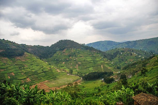 The lush green landscape of rural Rwanda unfolds in this wide shot, showcasing meticulously terraced hillsides used for agriculture. The vibrant vegetation and organized fields illustrate the productivity and beauty of the Rwandan countryside. This scene is representative of sustainable land use and rural development in the heart of Africa.