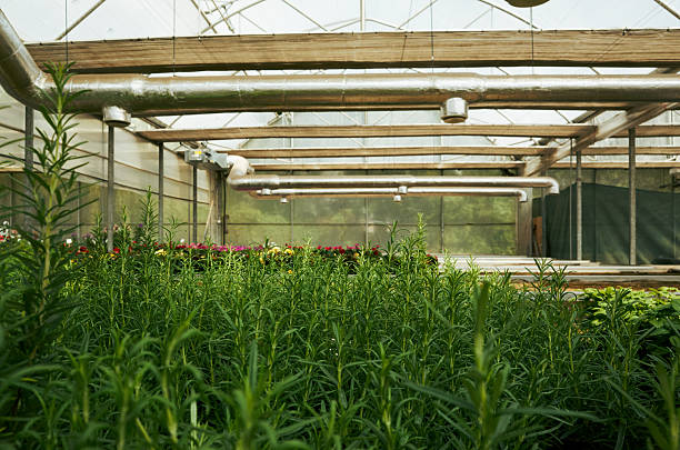 istock Greenhouse with plants growing in it 2223050845