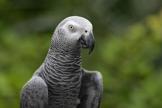 istock Grey parrot portrait (Captive in an large aviary) Singapore 2223051903