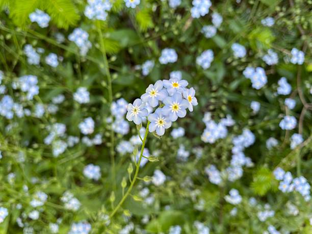 istock Meadow of blue forget-me-nots 2223052934