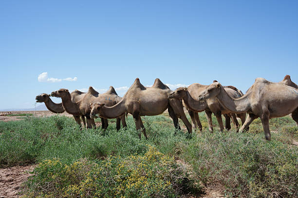 istock Camels grazing in arid areas 2223053103