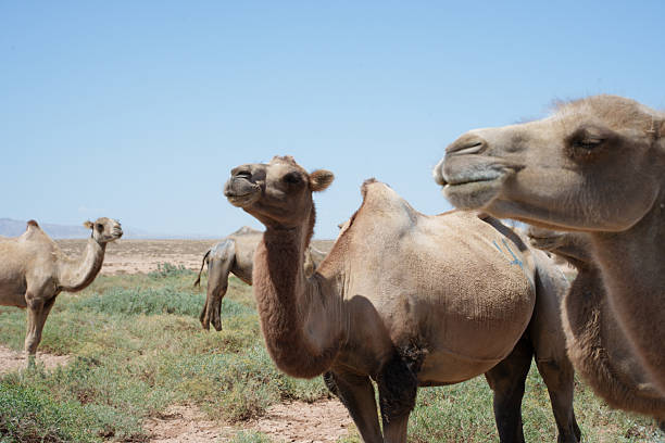 istock Camels breeding outdoors 2223053213
