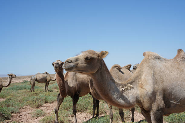 istock Camels grazing outdoors 2223053233