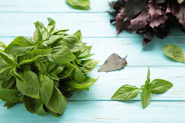 istock Green and purple basil herb on blue wooden background 2223053412