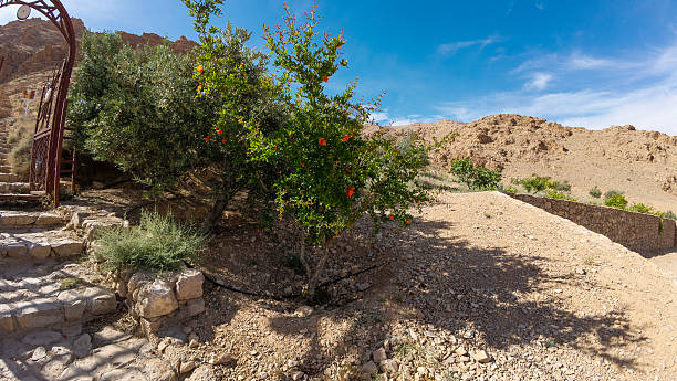 istock Pomegranate Tree in Rocky Desert Landscape 2223053520
