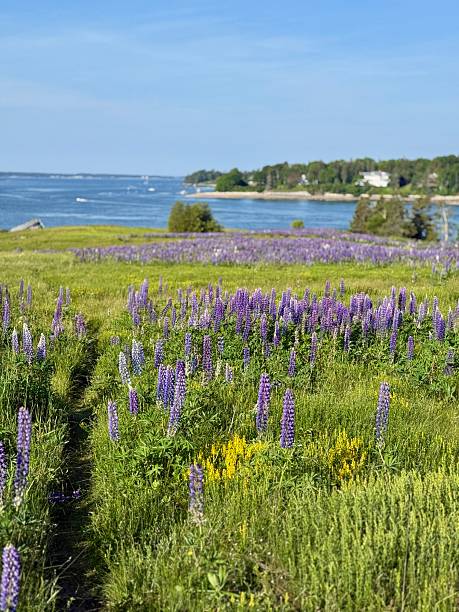 istock Lupine Flowers 2223053870