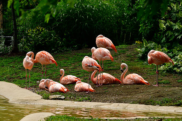 istock Pink flamingos 2223055459