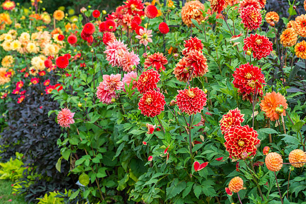 istock Dahlia flowerbeds in summer 2223057742