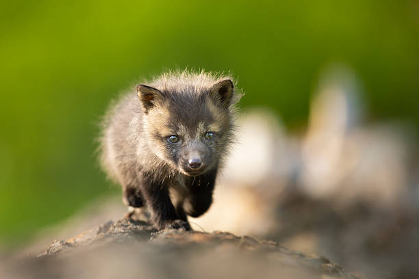 Red fox cub. Vulpes vulpes. European wildlife. Very young cute red fox cub on fallen log. Young fox exploring the world.