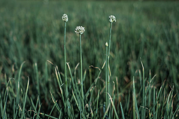 onion flower close up