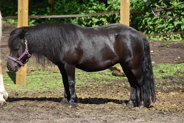 A cute black horse is standing outdoor in sunny summer day.