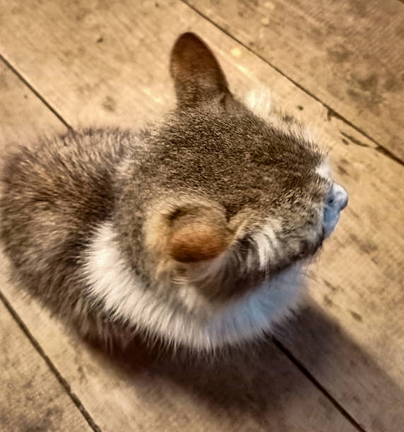 Big-headed british short hair cat trying to hide under the marble table