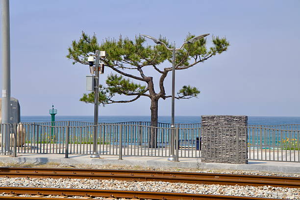 Gangeung City, South Korea - June 1st 2025: A lone pine tree stands near the East Sea behind the railway tracks at Jeongdongjin Station, framed by a railing and a clear blue sky.