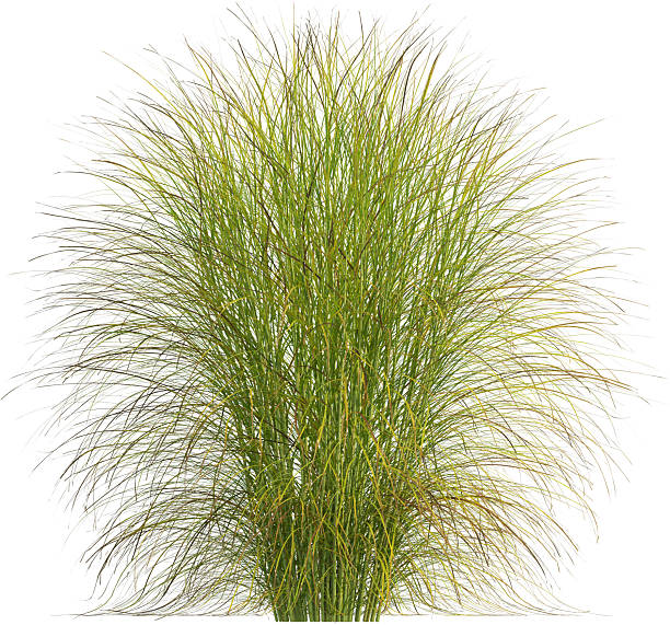 istock Side view of Pampas grass - Miscanthus Sinensis 2223065911