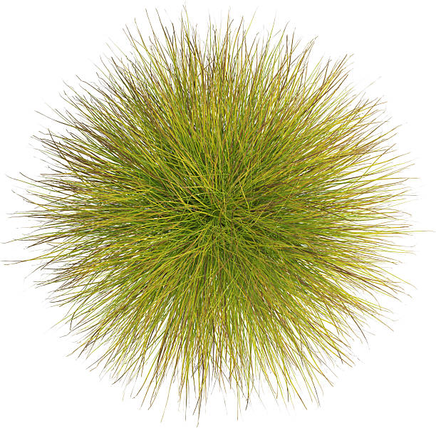 istock Top view of Pampas grass - Miscanthus Sinensis 2223065925