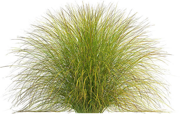 istock Side view of Pampas grass - Miscanthus Sinensis 2223065934