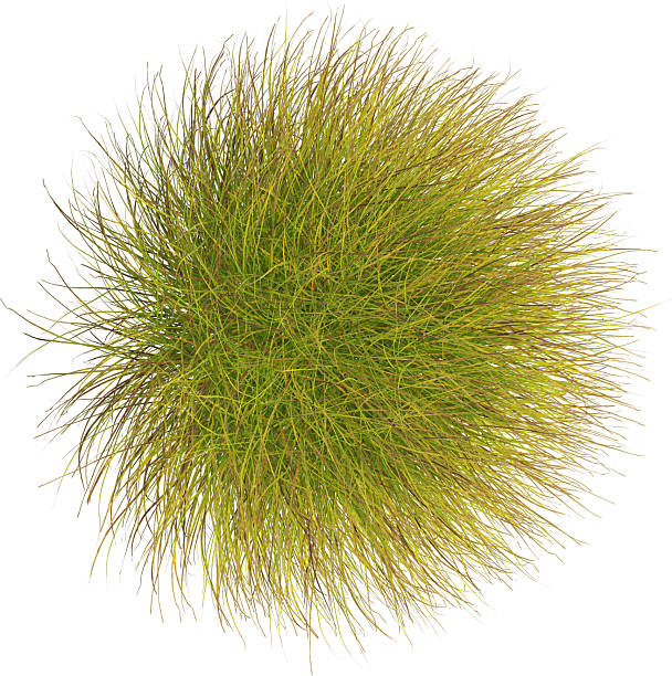 istock Top view of Pampas grass - Miscanthus Sinensis 2223066017