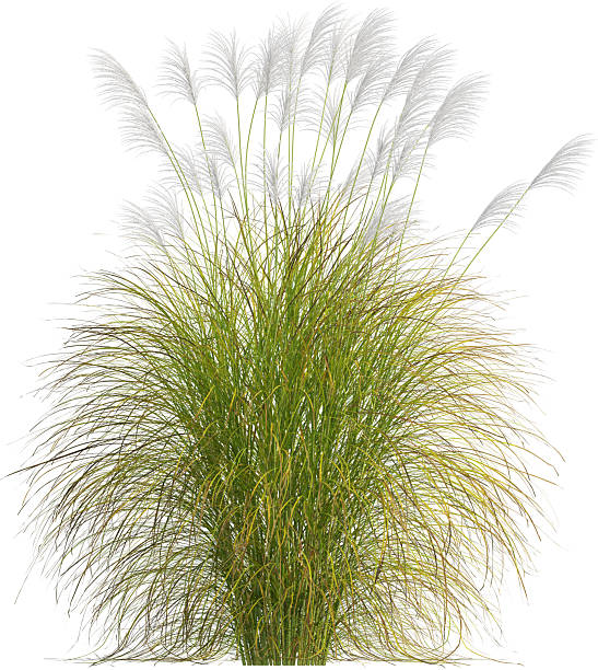 istock Side view of Pampas grass - Miscanthus Sinensis 2223066046