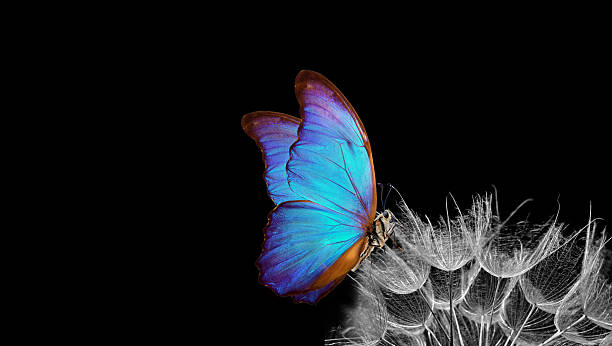 istock bright blue morpho butterfly on dandelion seeds isolated on black. close up. copy space 2223066943