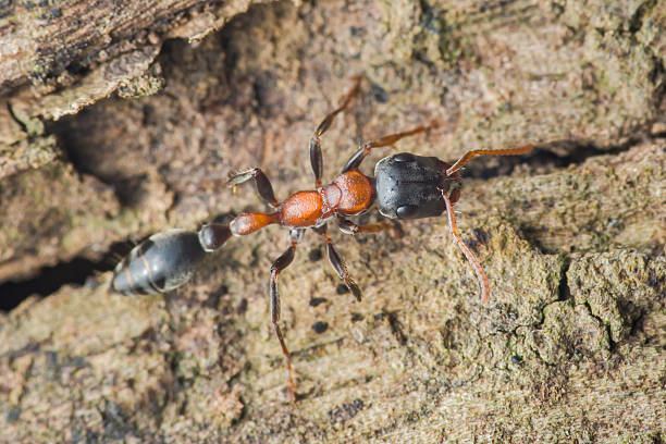 istock Red wood ant crawling on tree bark close-up 2223067053