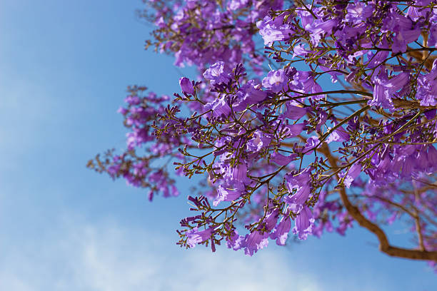 Violet flowers of Jacaranda mimosifolia tree against blue sky