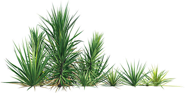 istock Side view of yucca plants - Yucca Flaccida 2223069021
