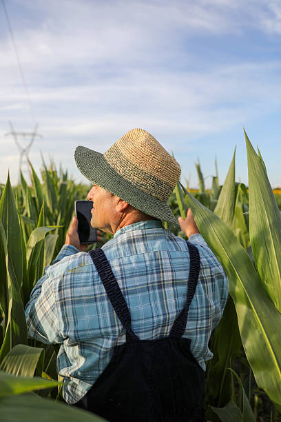 istock Farmer Walking Through Corn Field In Summer 2223069567