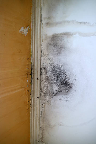 istock Mold and Water Damage on Interior Wall 2223069638
