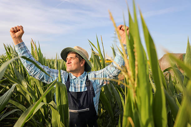 istock Victorious Farmer Raising Arms In Corn Field 2223069909