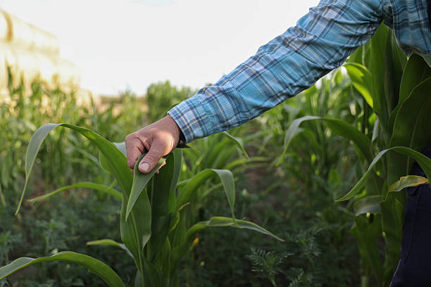 istock Farmer Touching Corn Plants During Field Inspection 2223069956