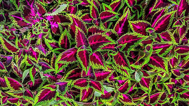 istock Coleus scutellarioides plant 2223070456
